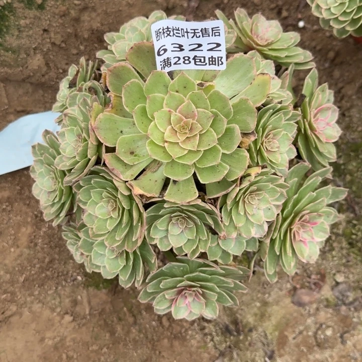 K***Y6322二号棚莲花座多肉A