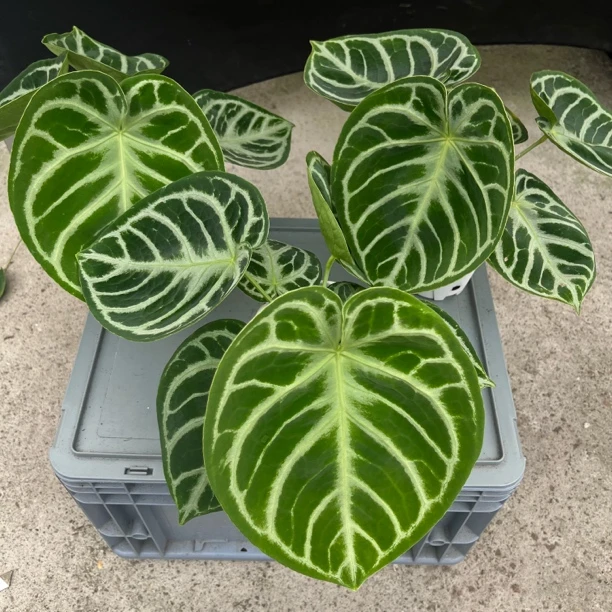 铜锣烧 花烛热植 随机发