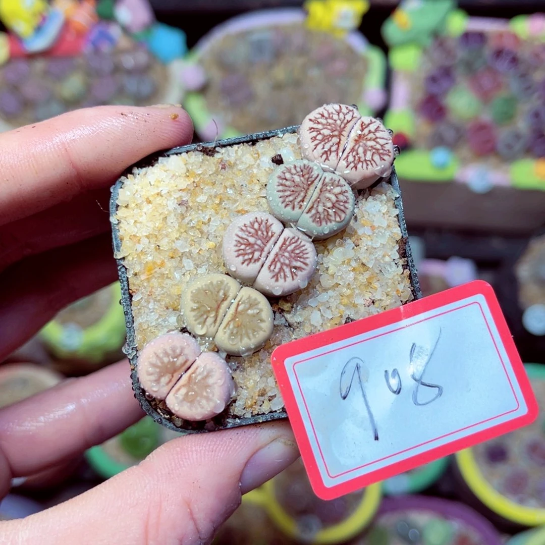 908生石花带盆发1