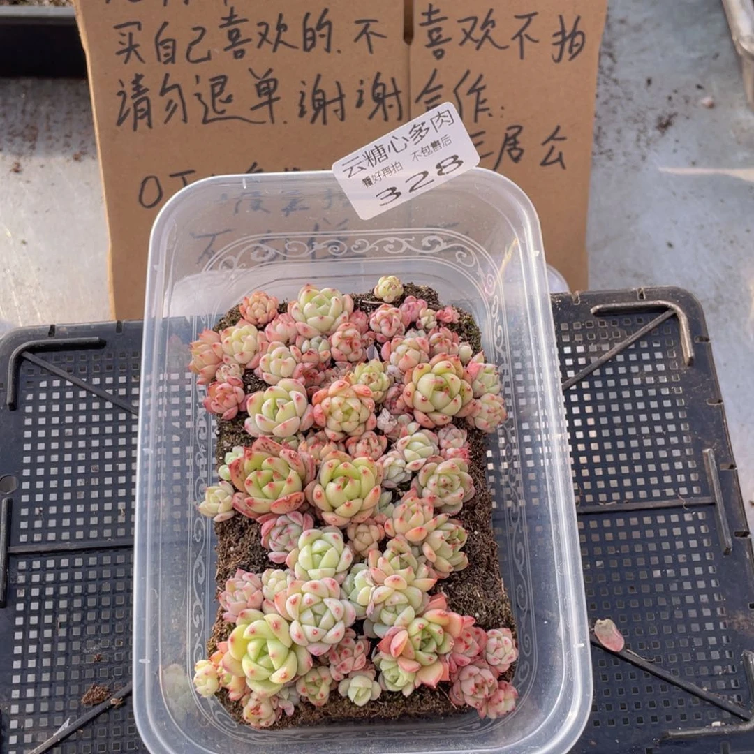 云糖心多肉植物328