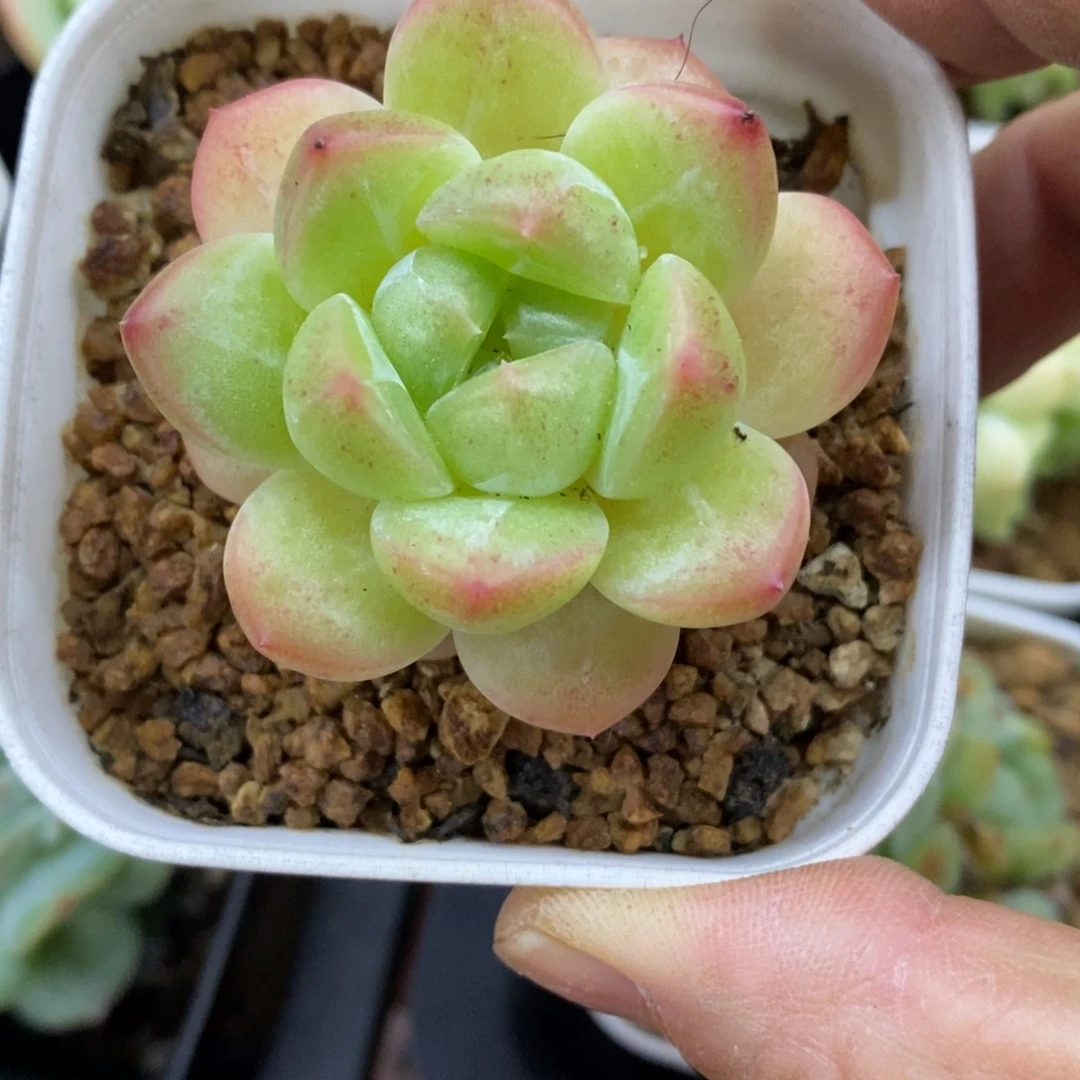 精品多肉一物一拍不包整265