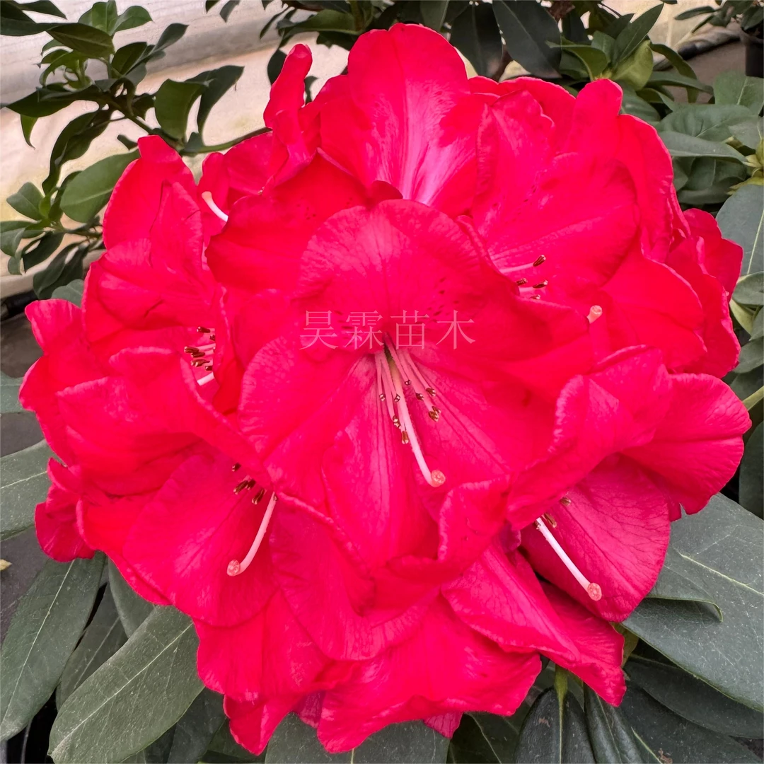 【奖杯1年苗】 大叶高山杜鹃耐寒耐热室内室外盆栽地栽 木本花卉