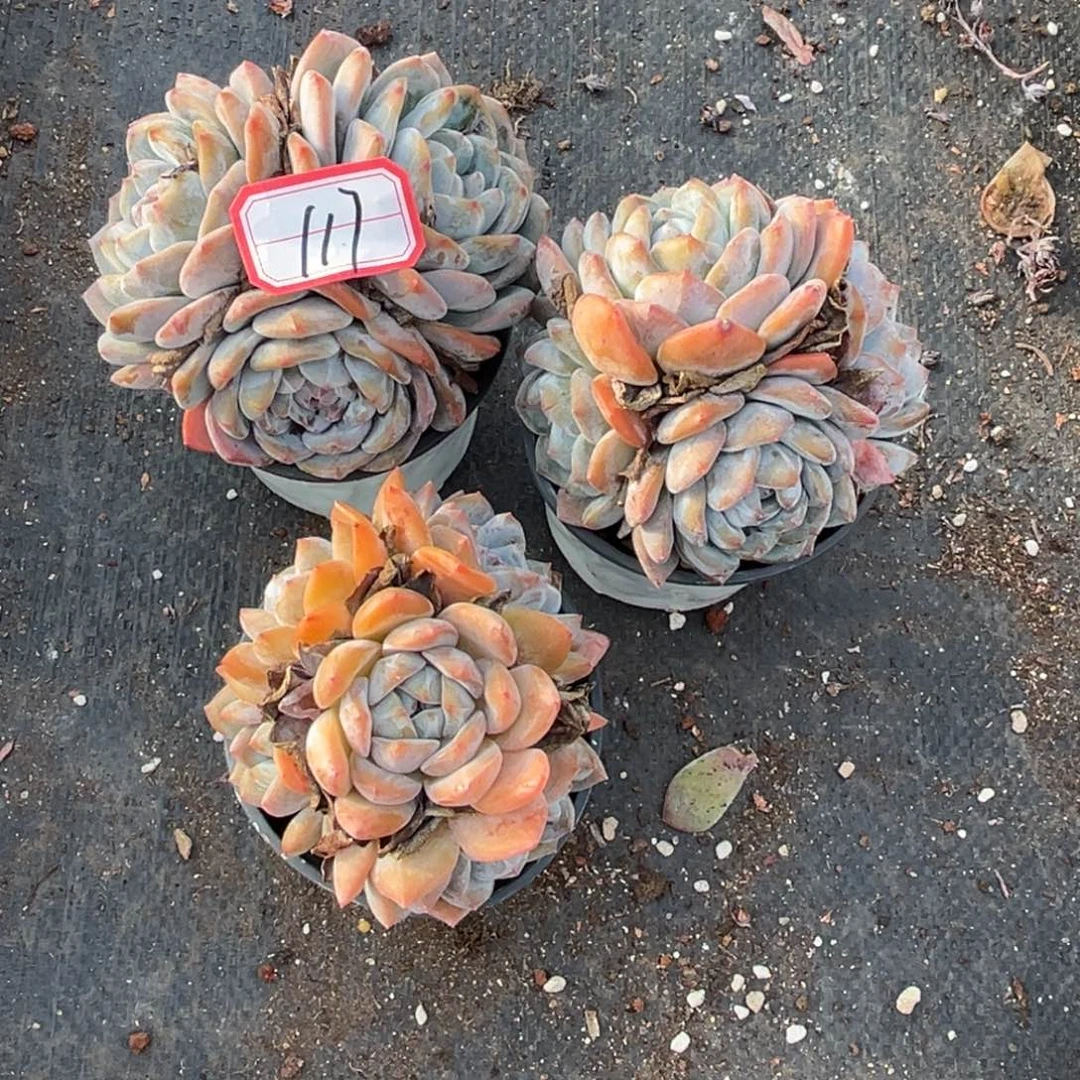 遇****117号新疆西藏内蒙古不包邮