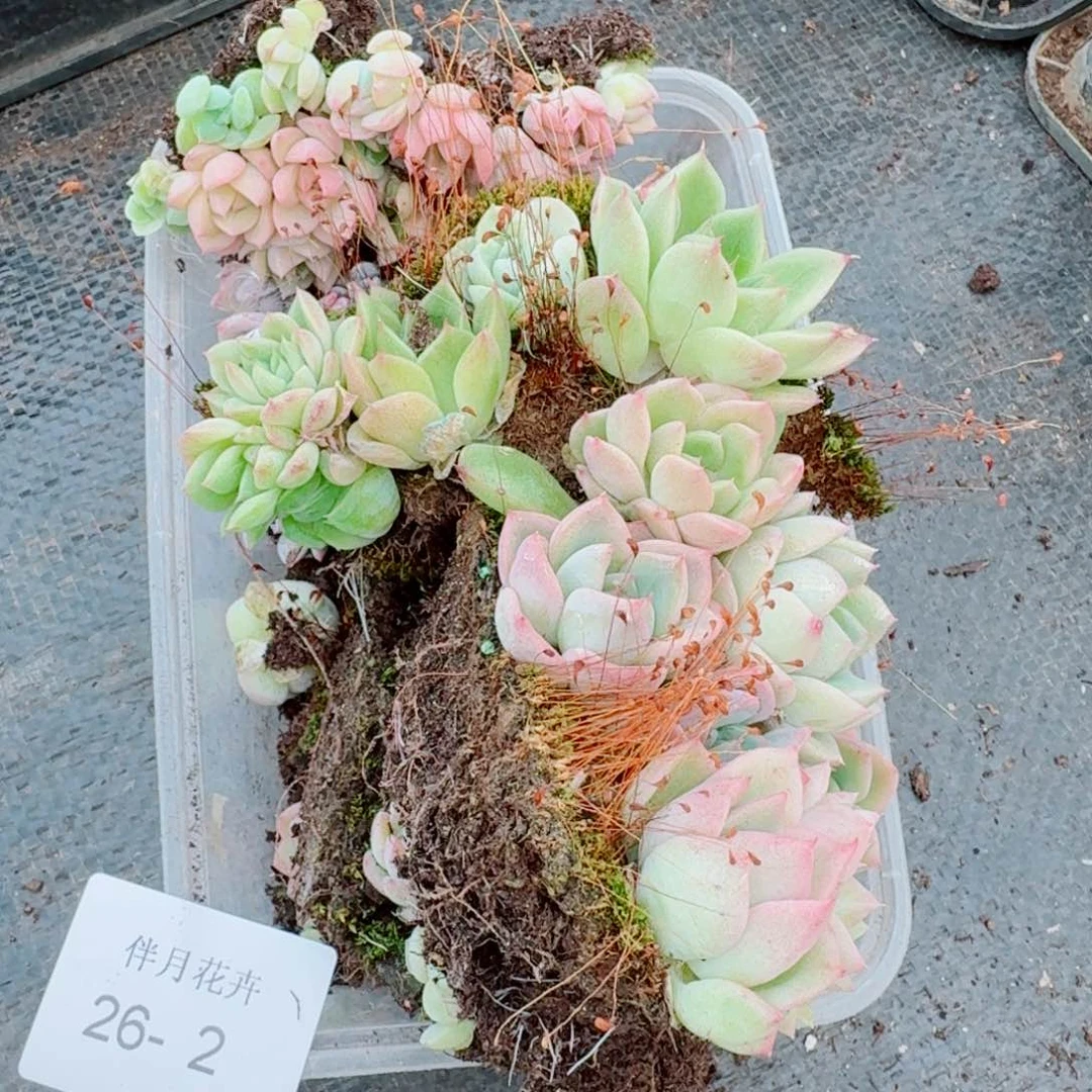 切糕混一份量拍26-2