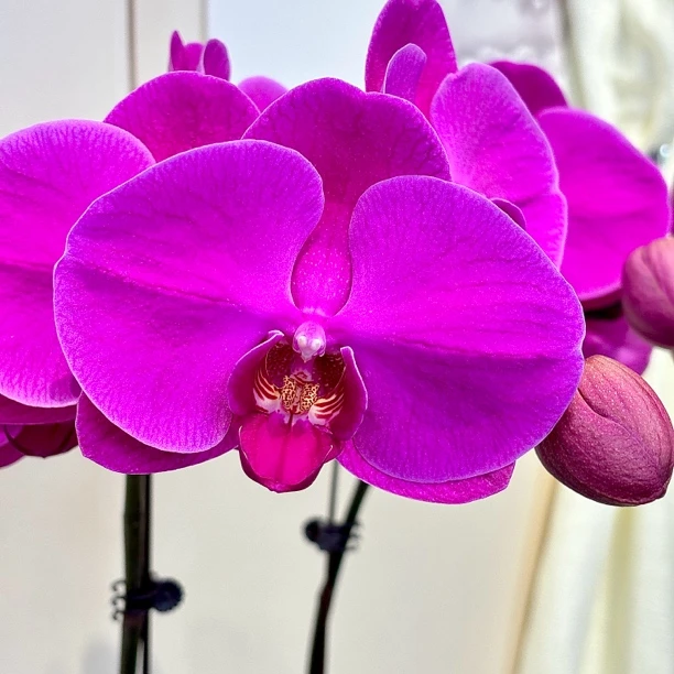 【红玛瑙】蝴蝶兰 紫红色 高个子大花型 室内观赏绿植花卉送礼佳品