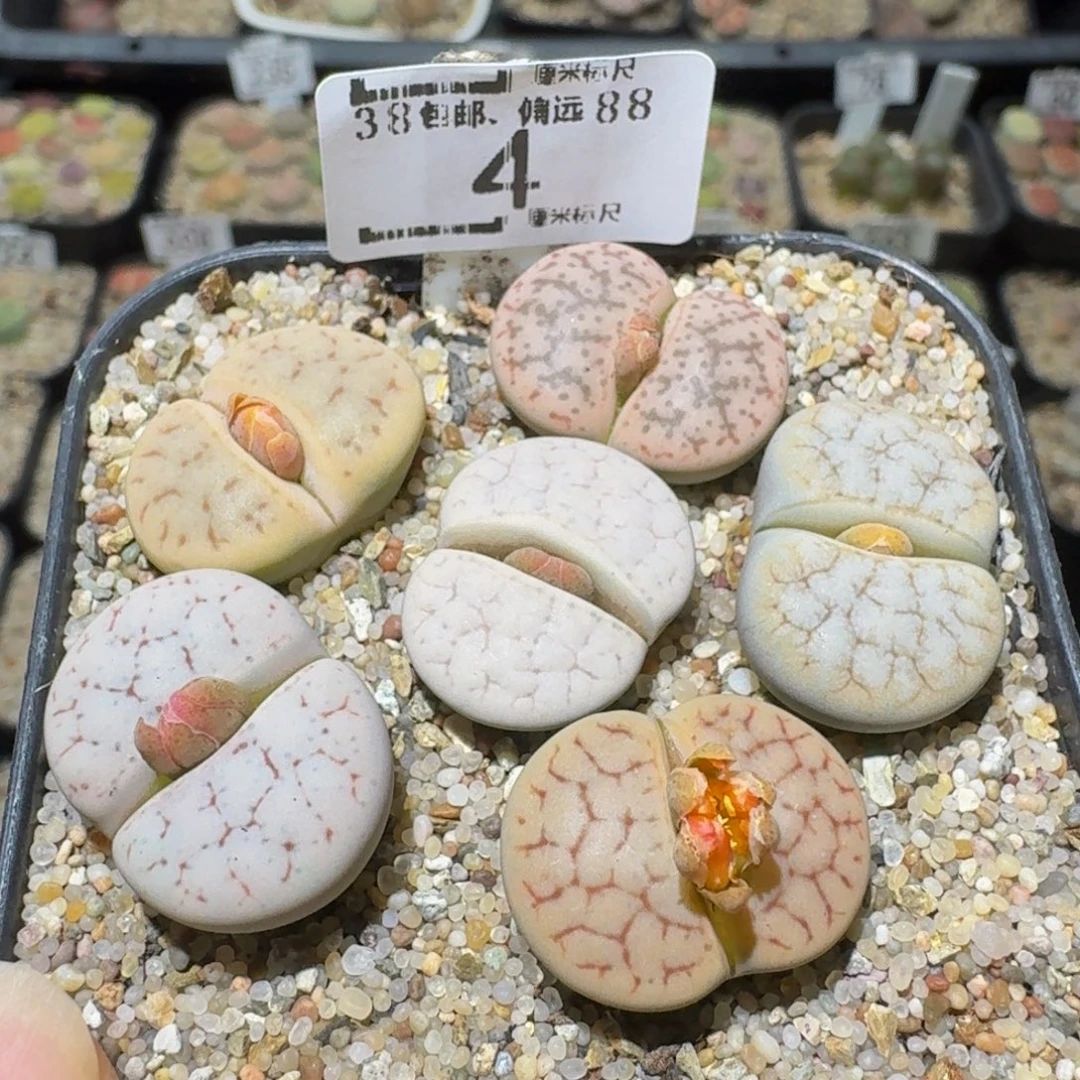 Sssss精品生石花4母本