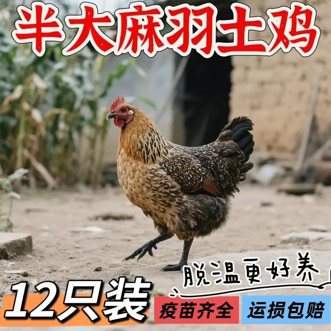买10送2到手12只半斤左右宠物鸡麻羽鸡包邮到家02