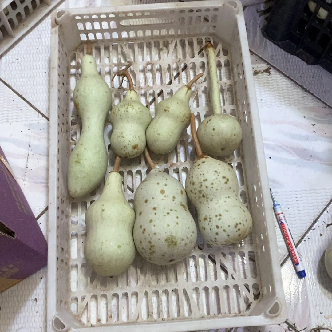 婷*婷文玩葫芦青皮葫芦