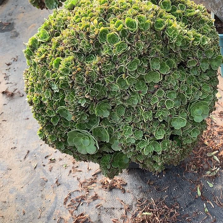 玫瑰朵朵脱土发货啊