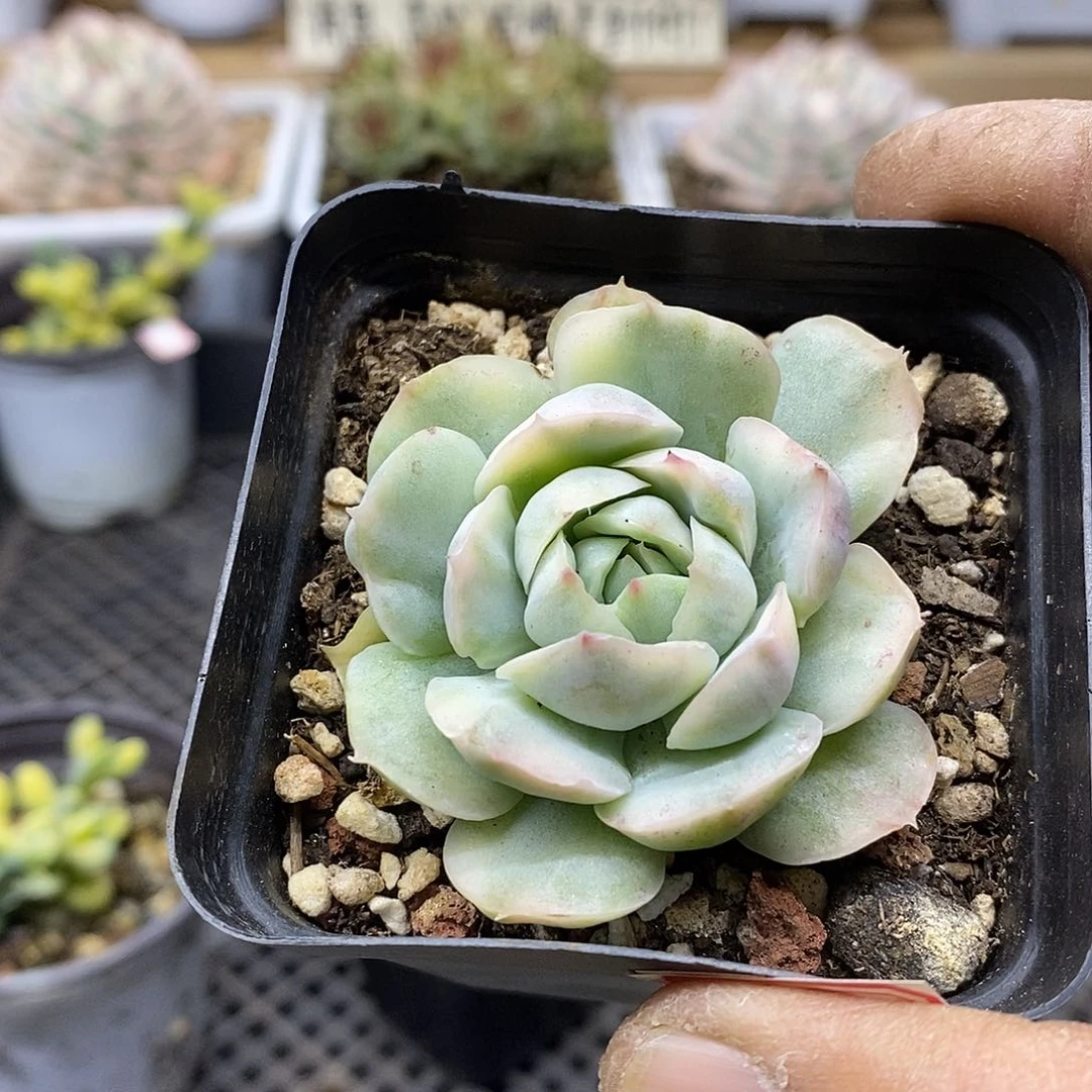 1847 草莓蛋糕锦