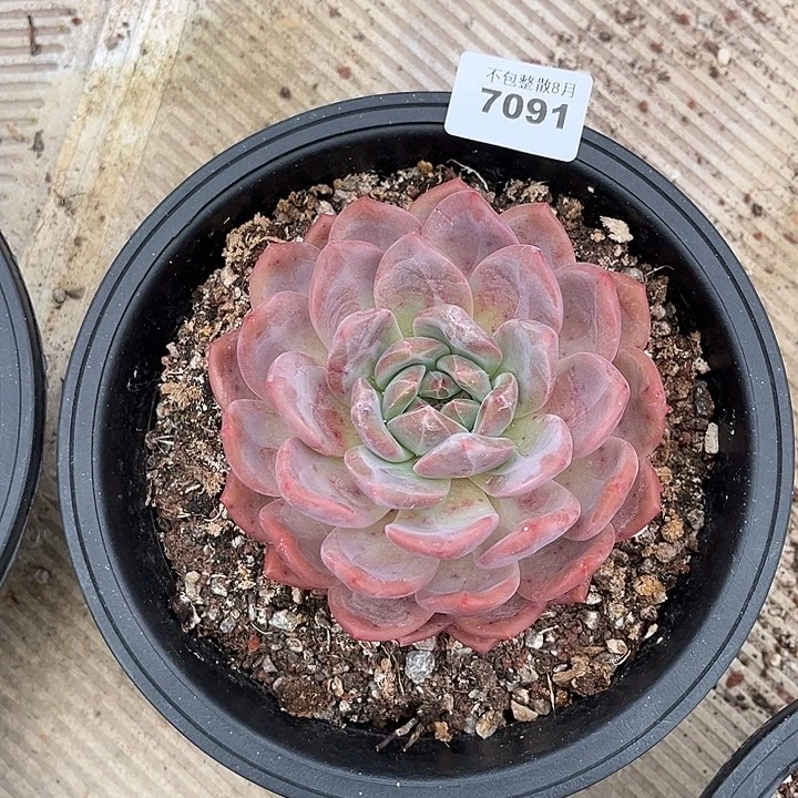 阿雅园艺。       7091凌雪