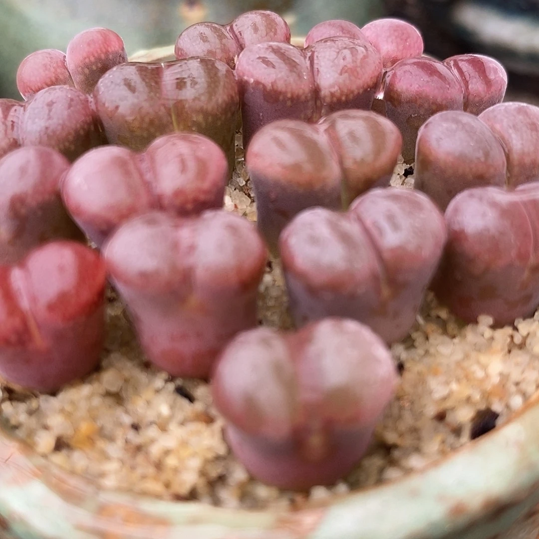 超级紫萝莉风铃一颗