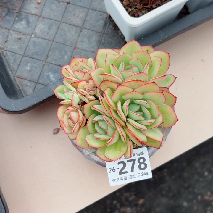 牡丹亭多肉无盆土发货无盆