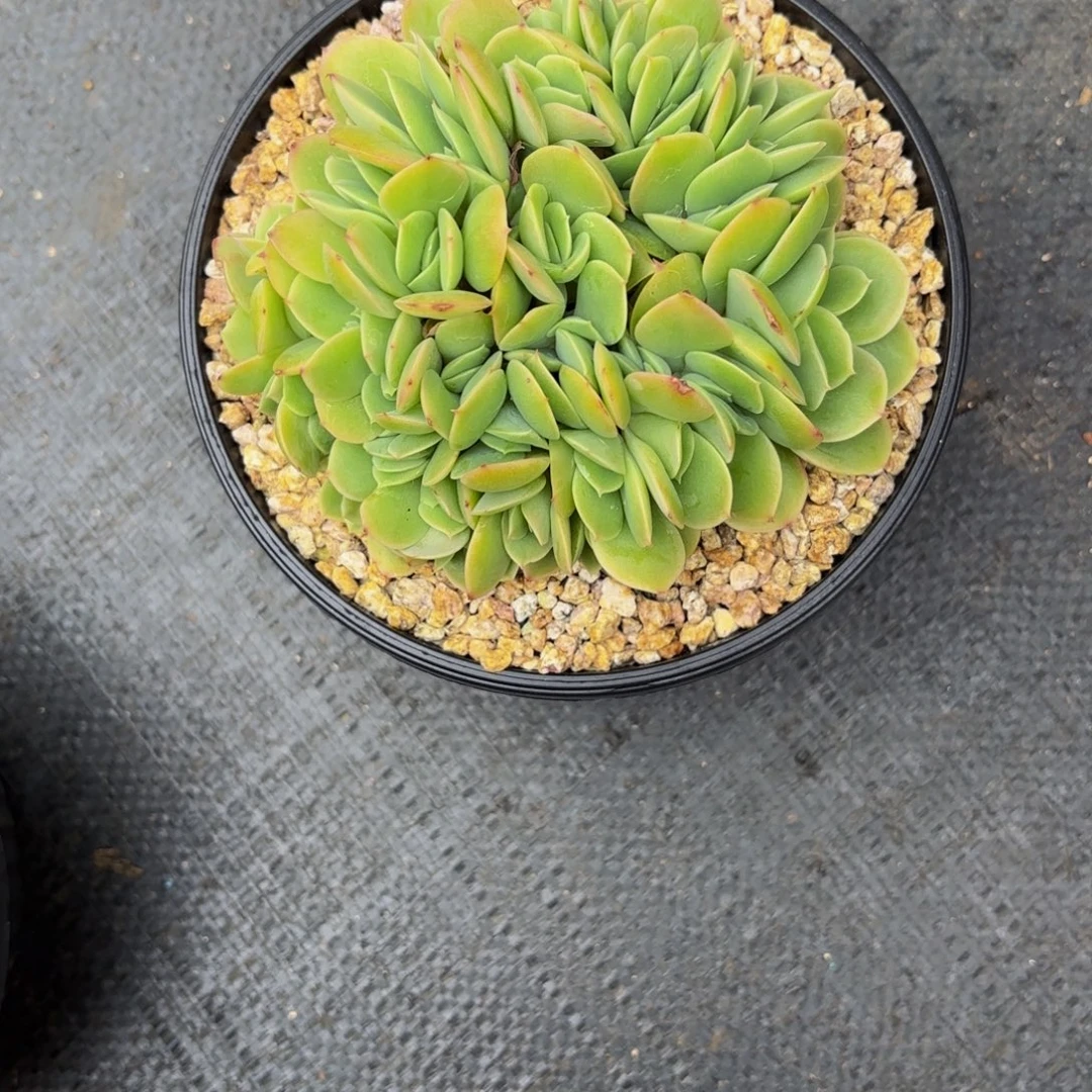 一****星娜塔多肉植物寄养