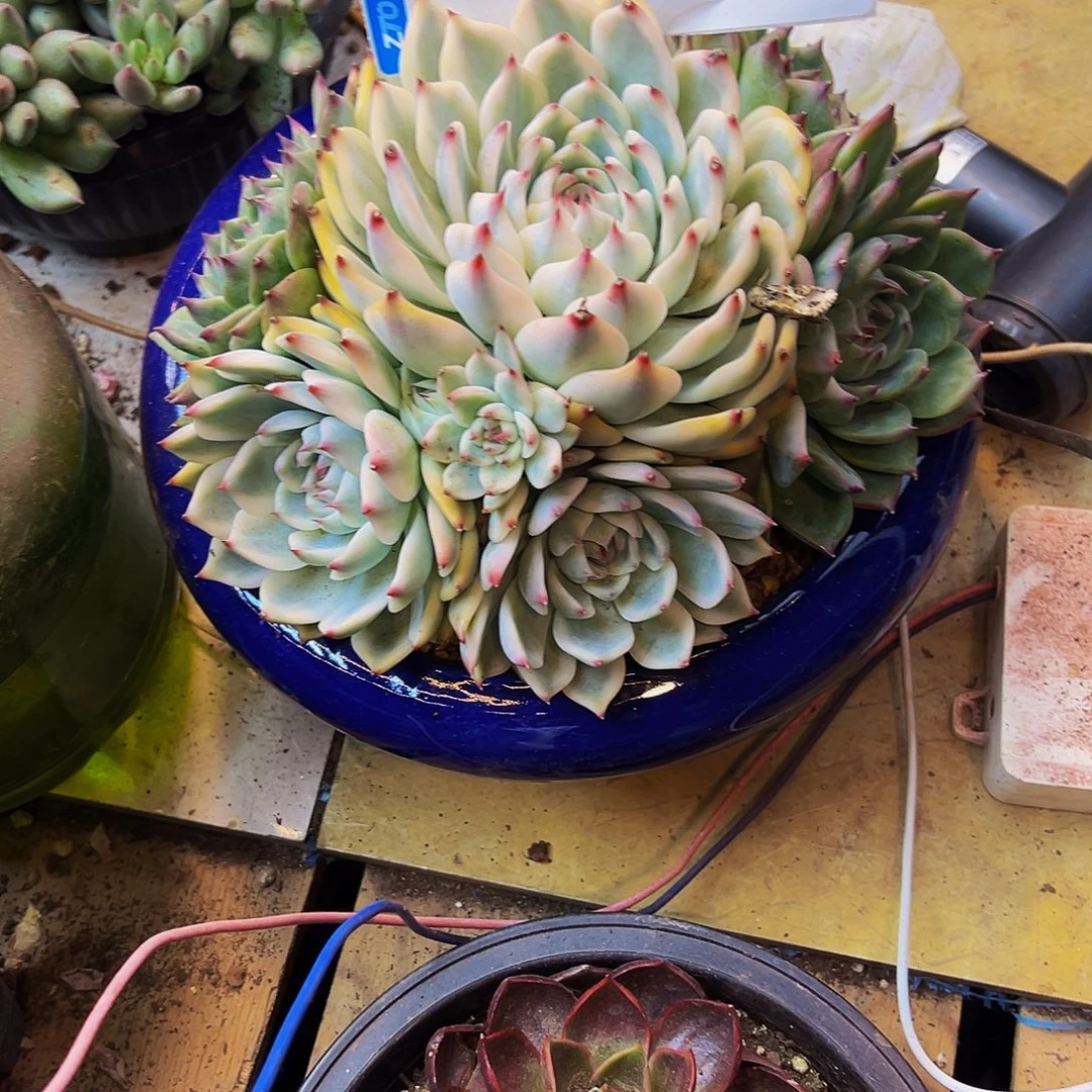 张***凡118号一物一拍脱土