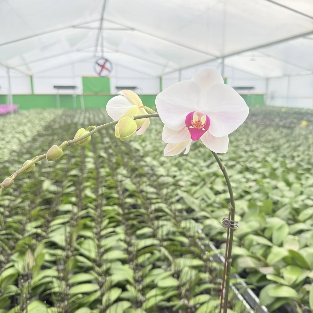 【白花红心】花心思蝴蝶兰精品花卉  花期长 好养活 带花带花苞