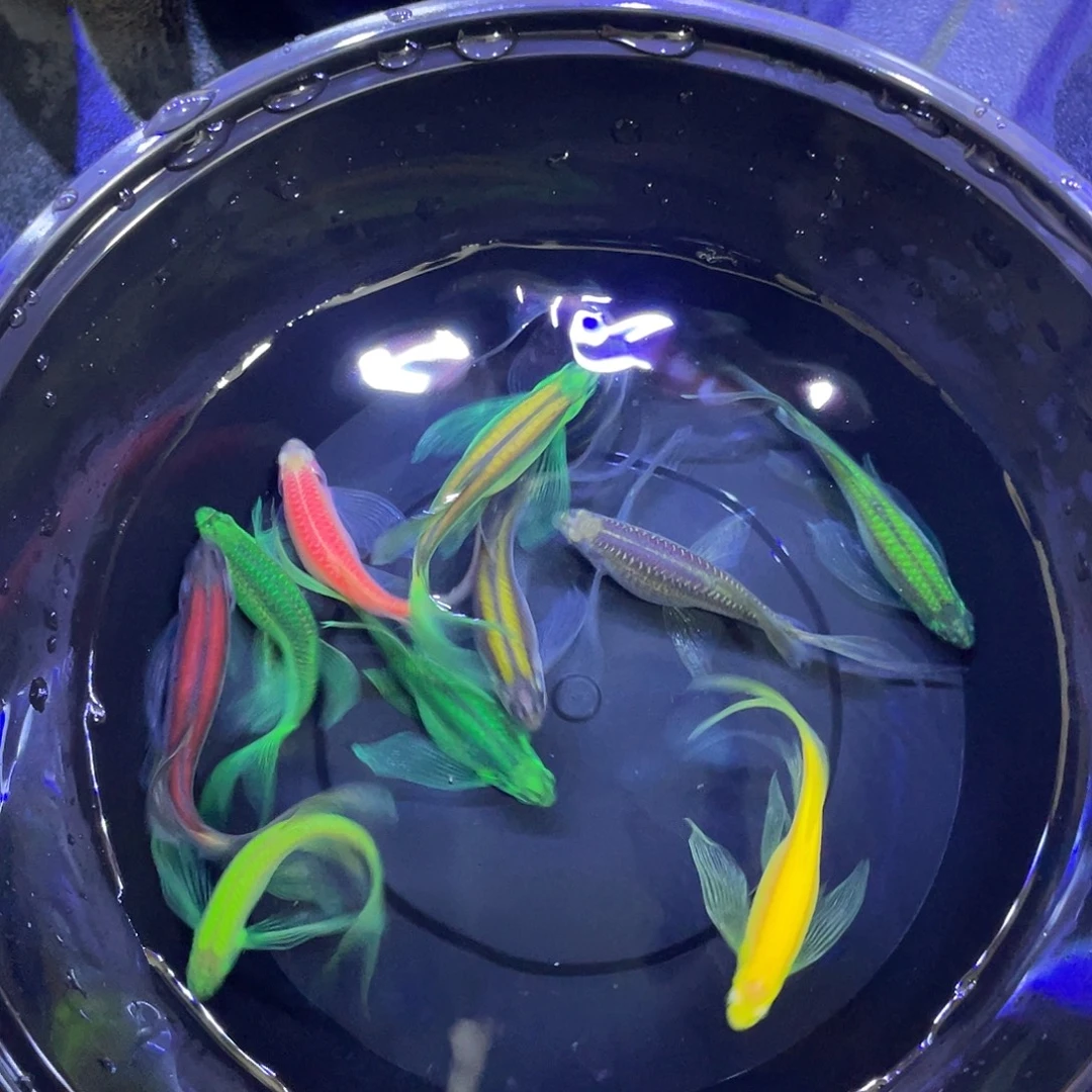 峰***斑马鱼包损到家、入缸不赔、不退不换