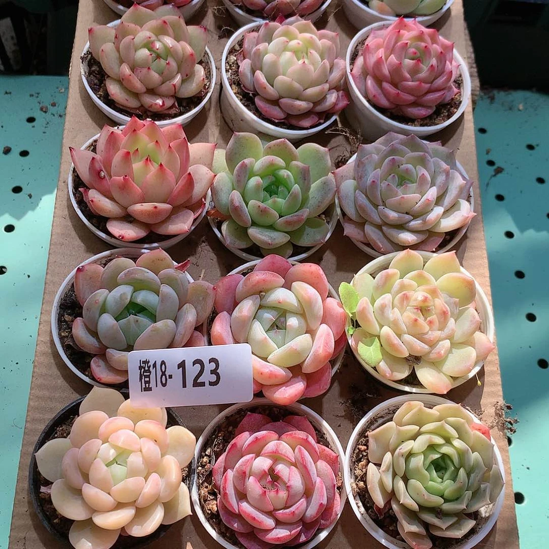 18-123一物一拍带盆18颗。