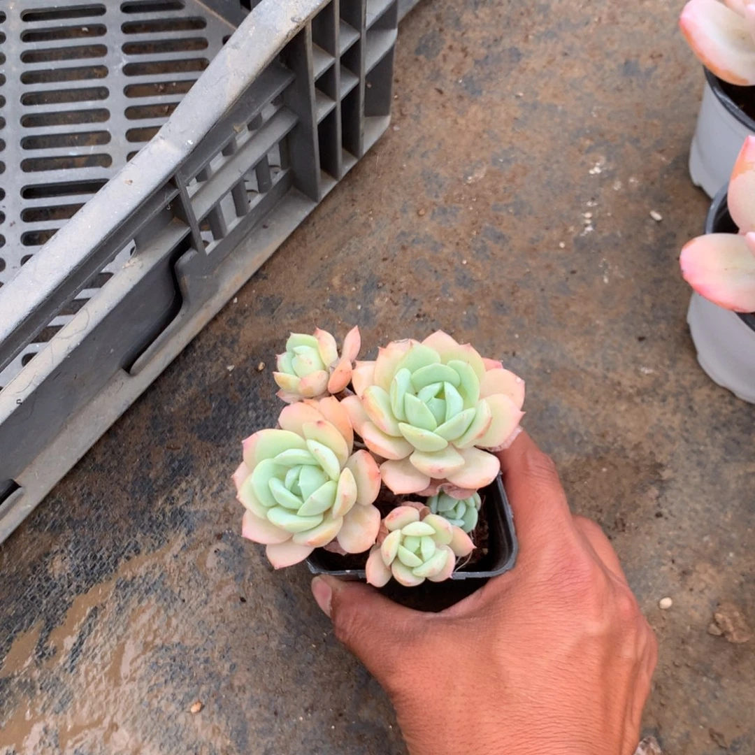 我也好希望可以见到这样美好善良