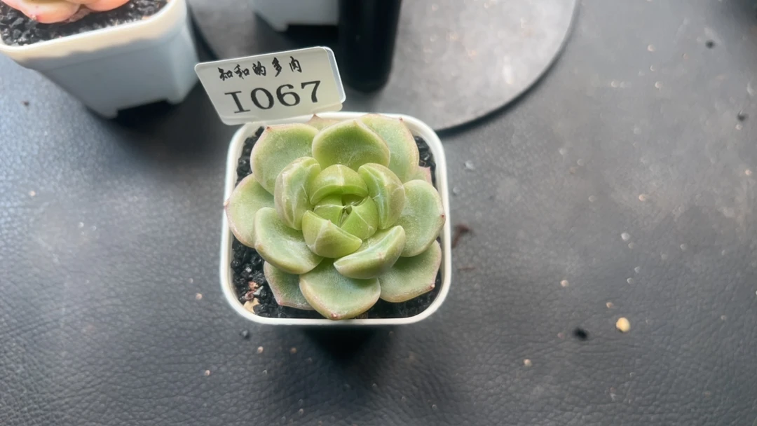 知和的多肉专拍链接