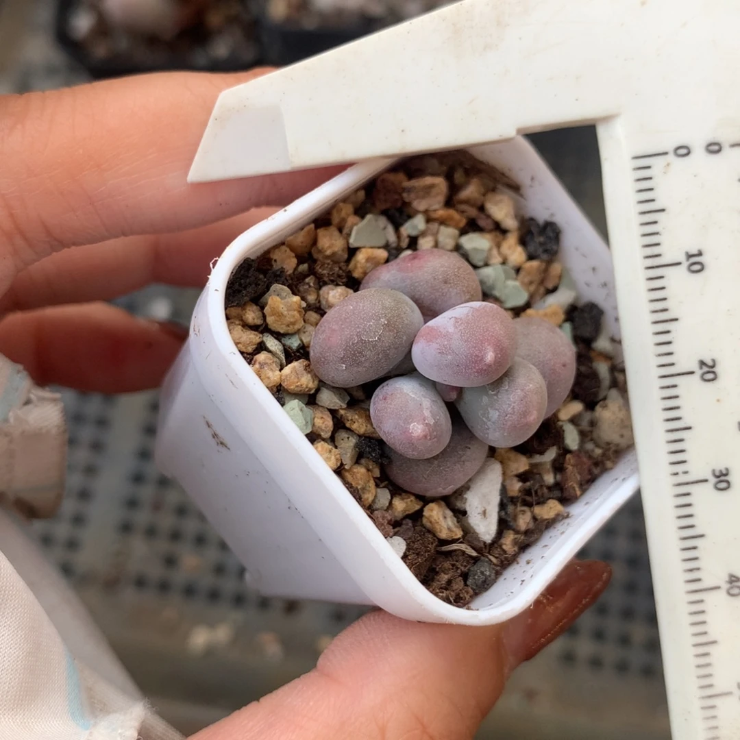 米可奶 精品韩国奶酪多肉