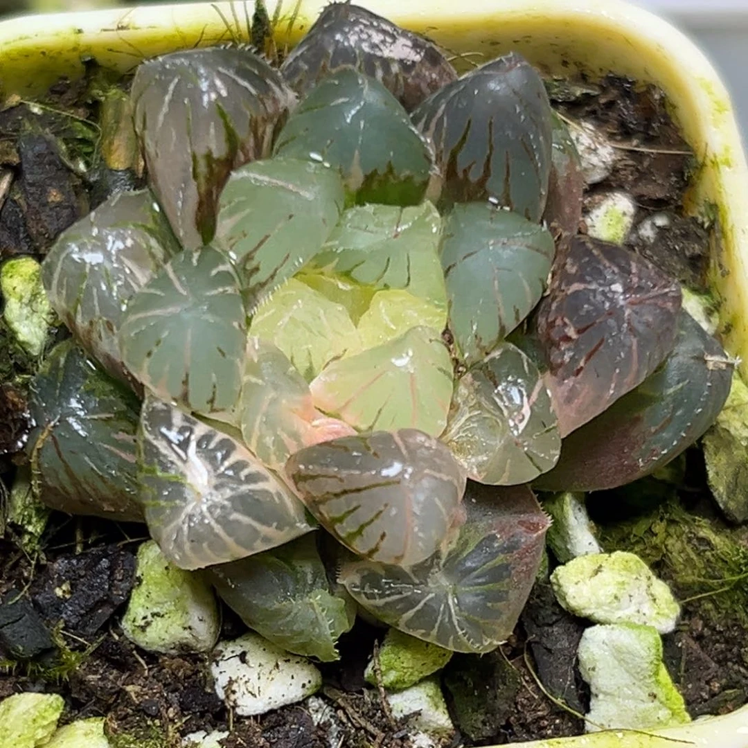 十二卷多肉植物1820