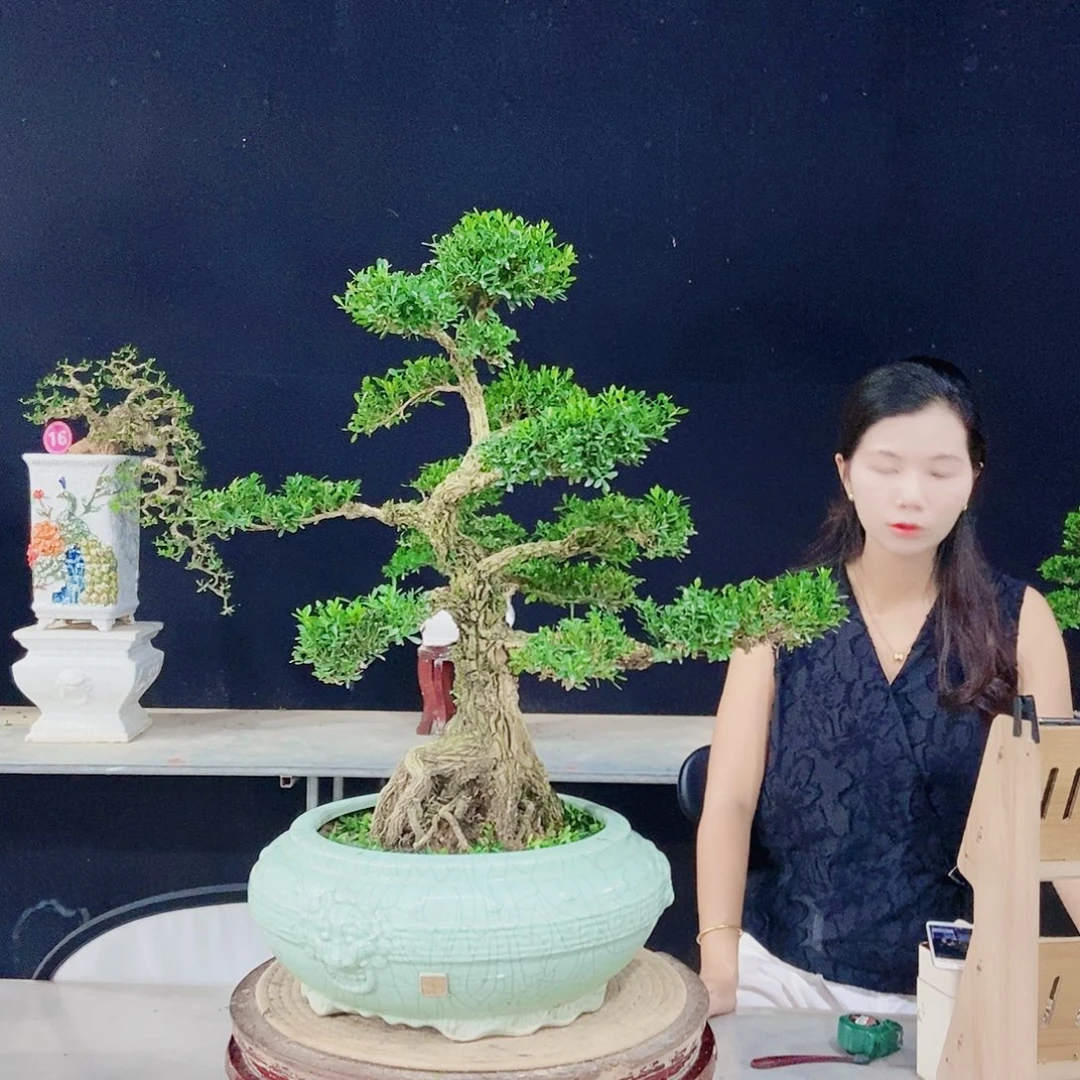当前无花朵，栽培后可花朵