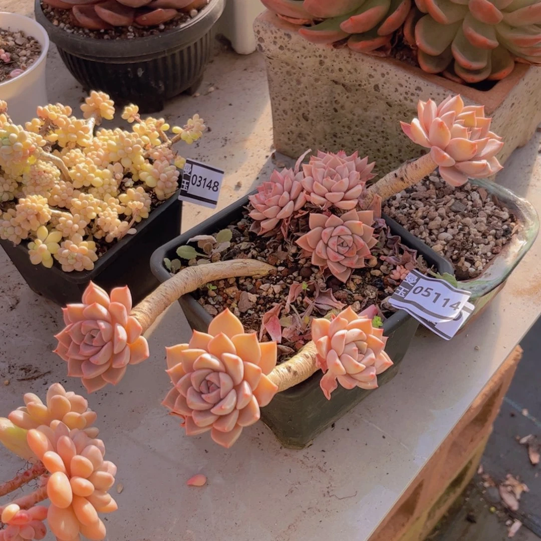 红粉佳人多肉植物05114