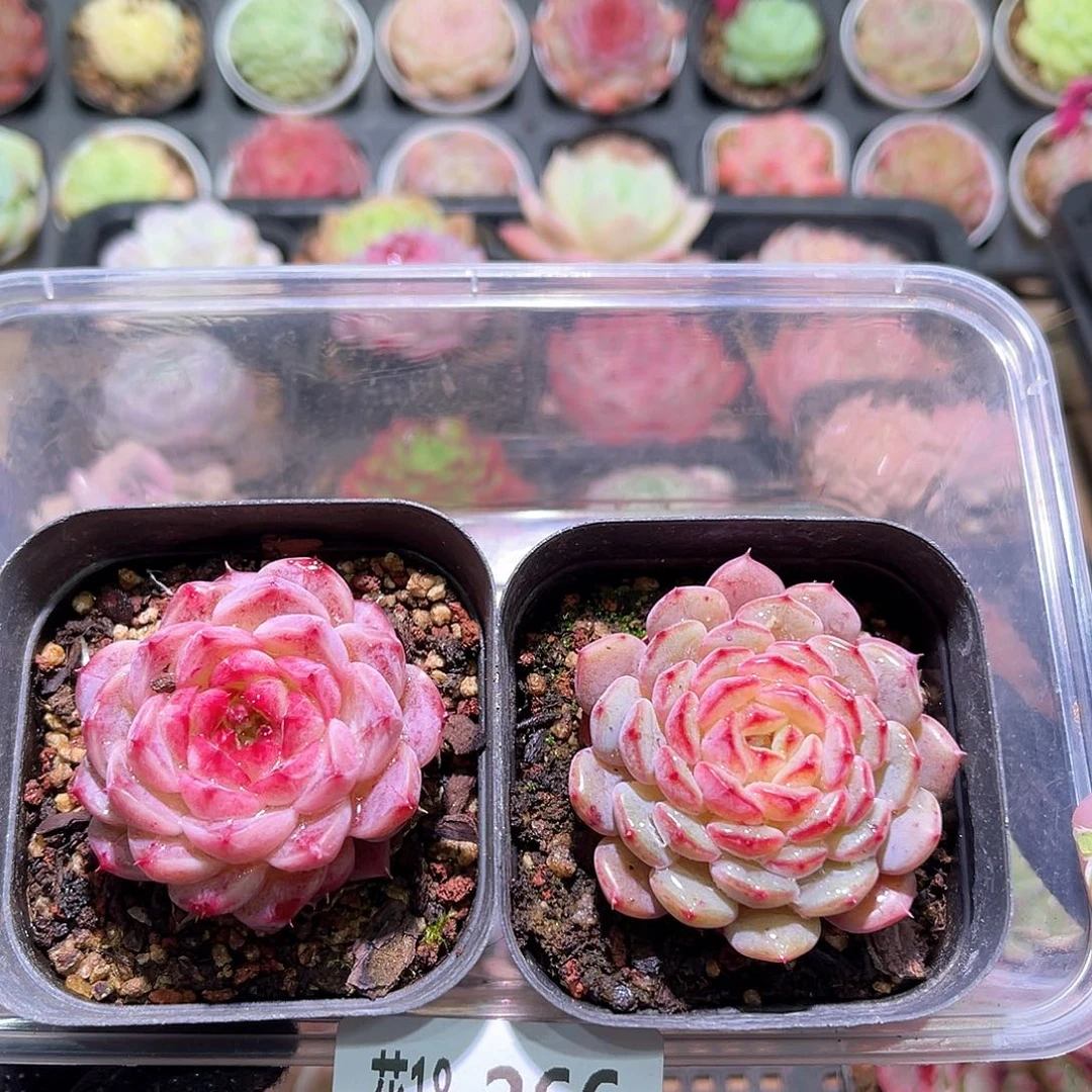 花利美18-266天鹅绒➕哈尼