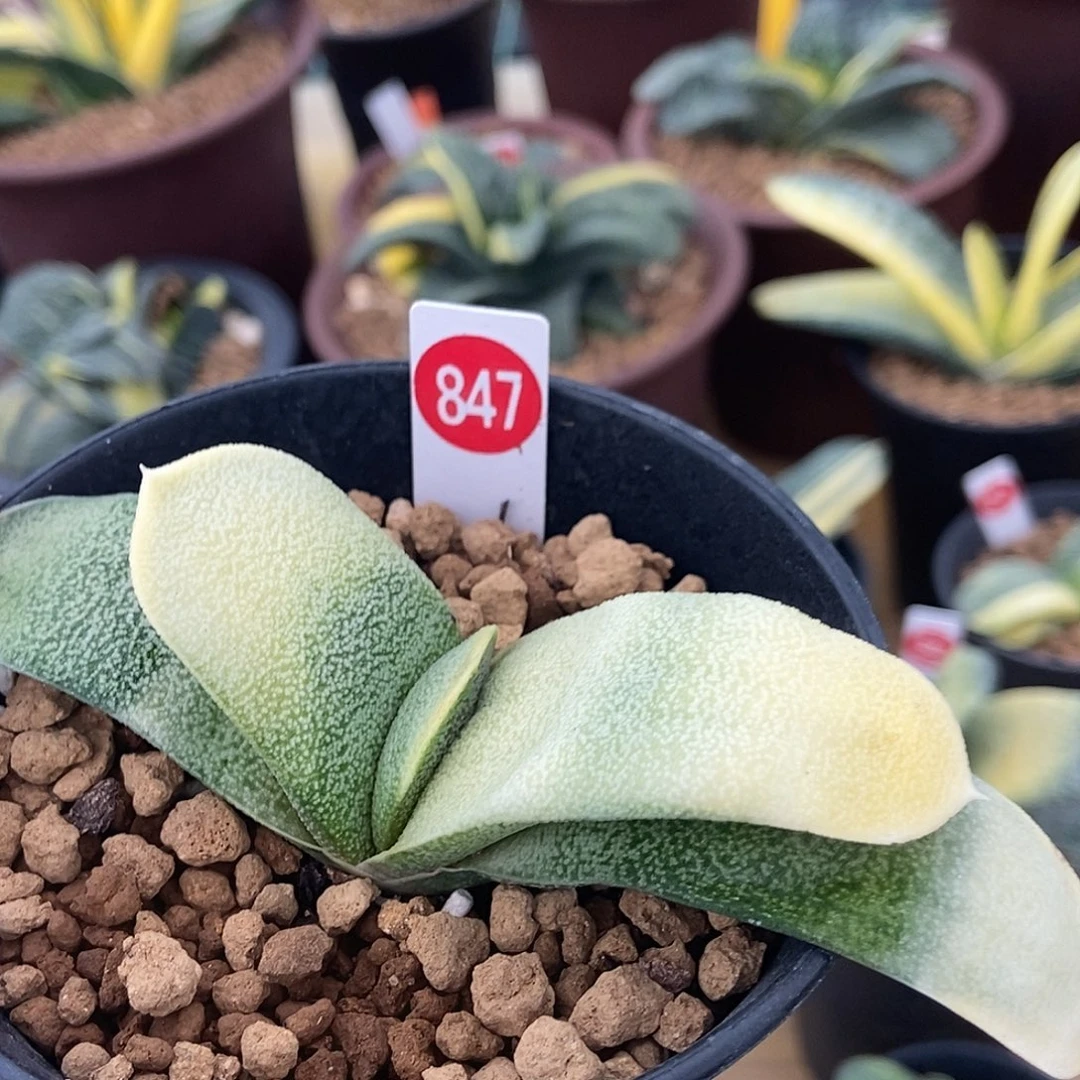 847卧牛转锦渐变色宽短厚叶形带盆发货