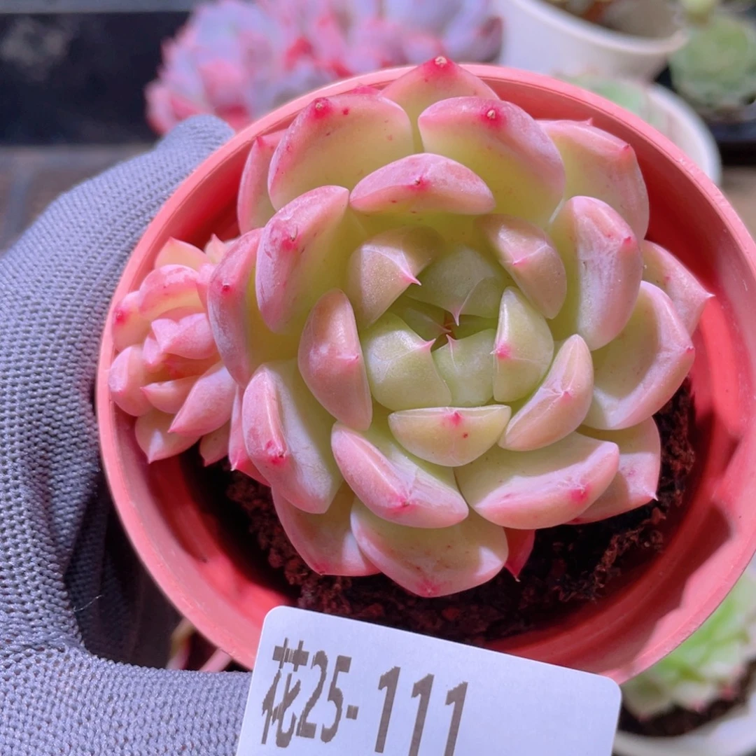 花利美25-111新品