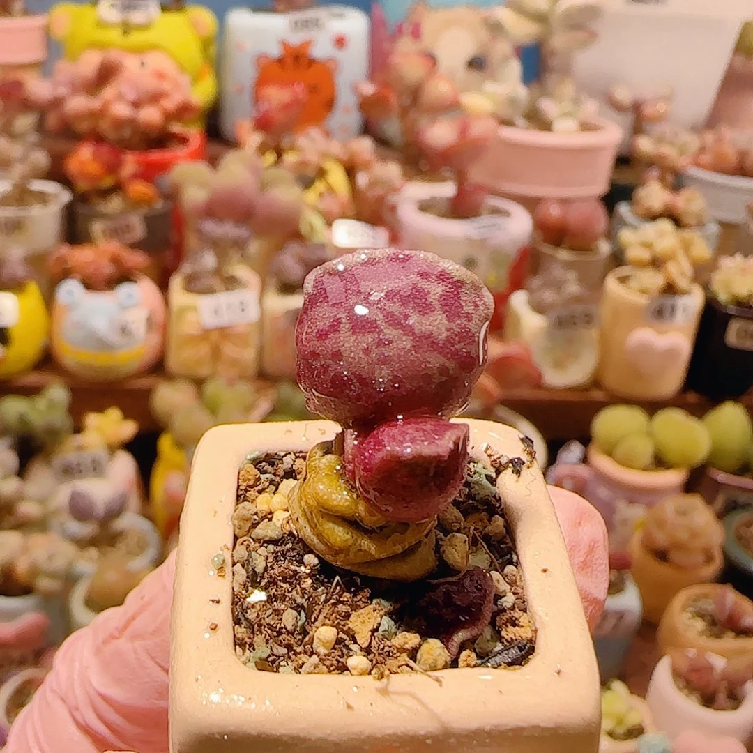 T猫耳海豹盆口2cm