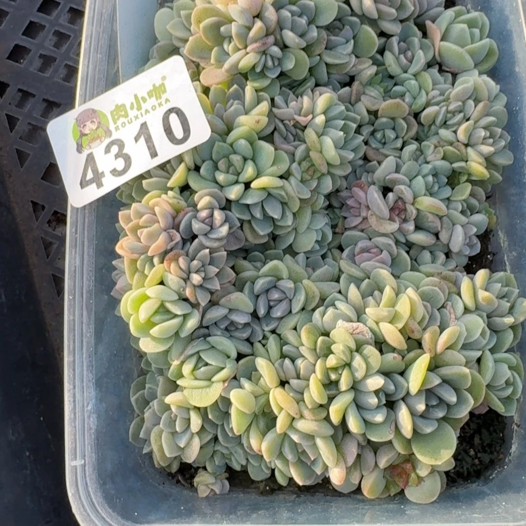 可***可多肉植物多肉植物