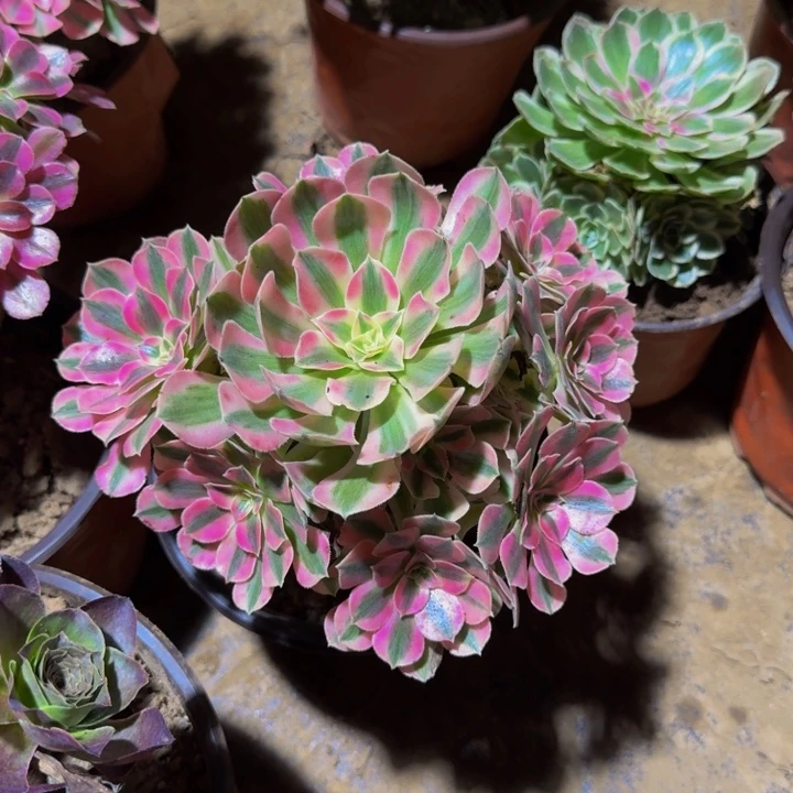 粉女巫脱土发货9.9