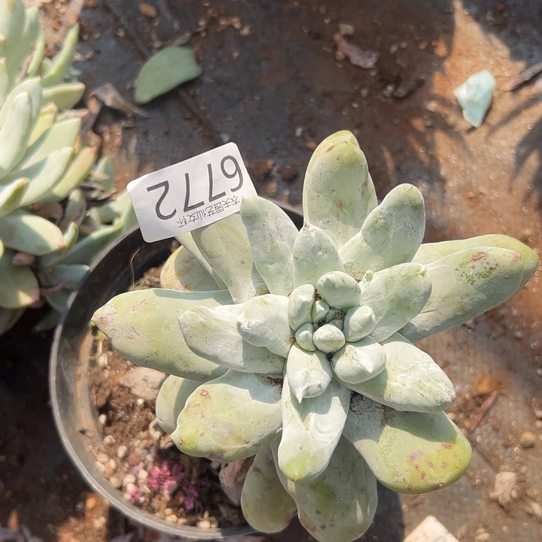 圆叶拇指帕奇飞徒仙女杯多肉。