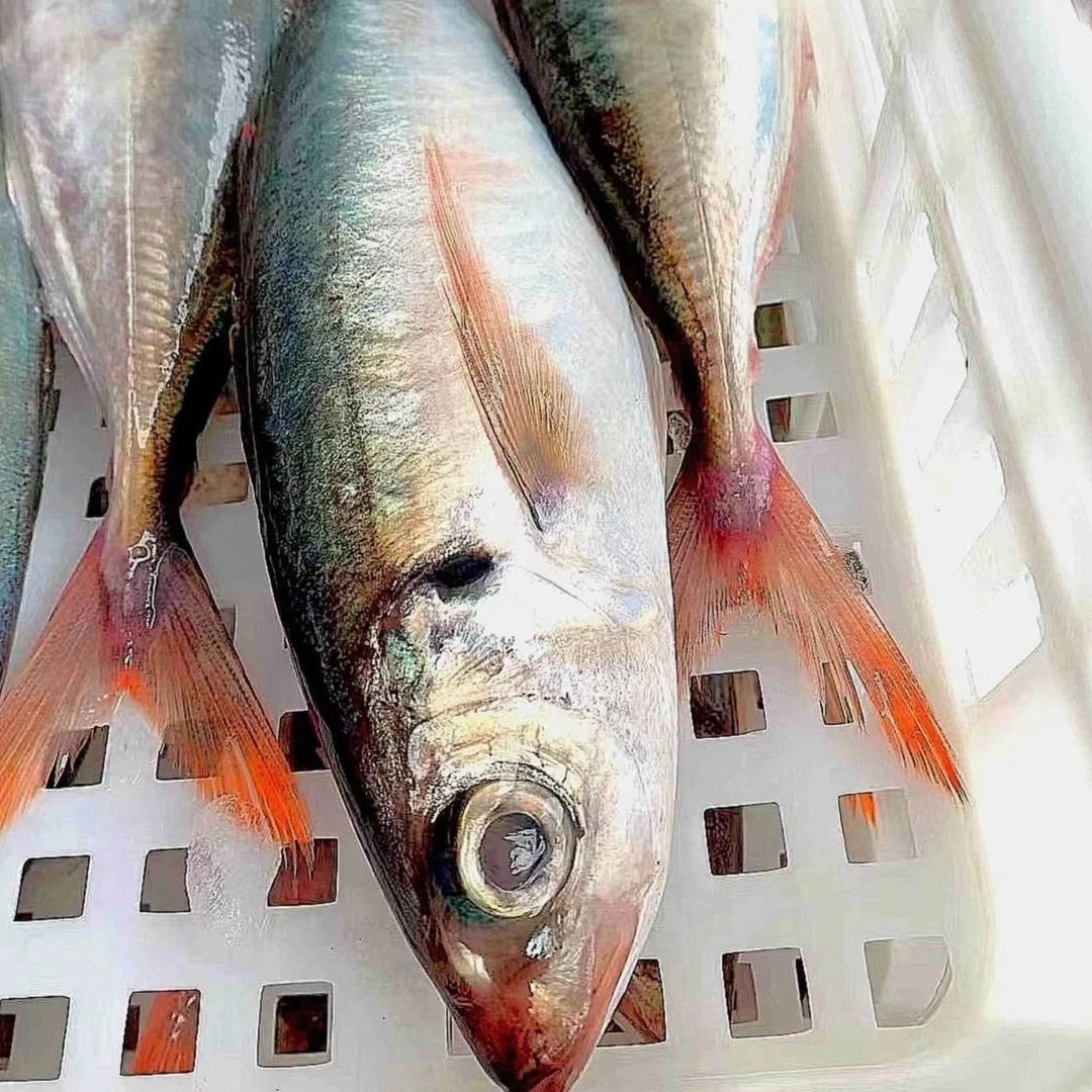 福建海捕红尾巴浪鱼每条1斤以上5斤到手4-5条顺丰包邮