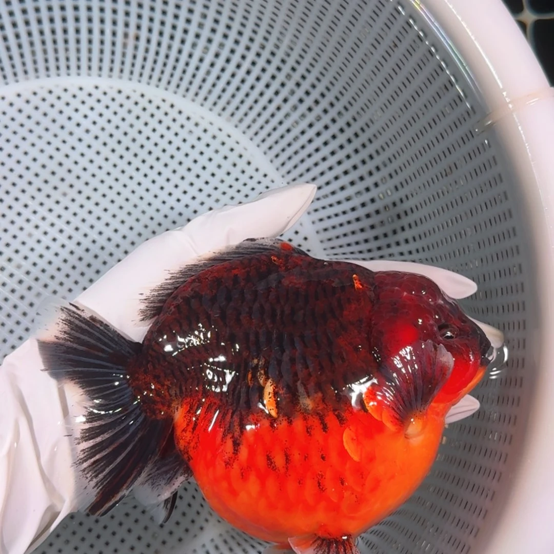 金鱼类不分公母17