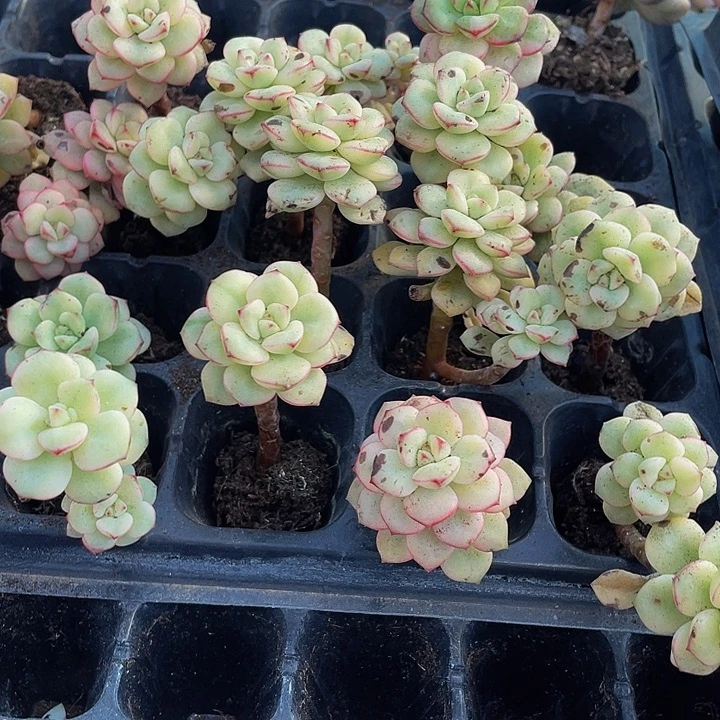 小探戈锦1元带土发货