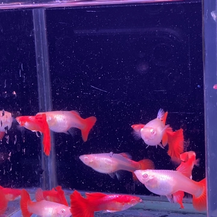 孔雀鱼扇子白子5对孔雀