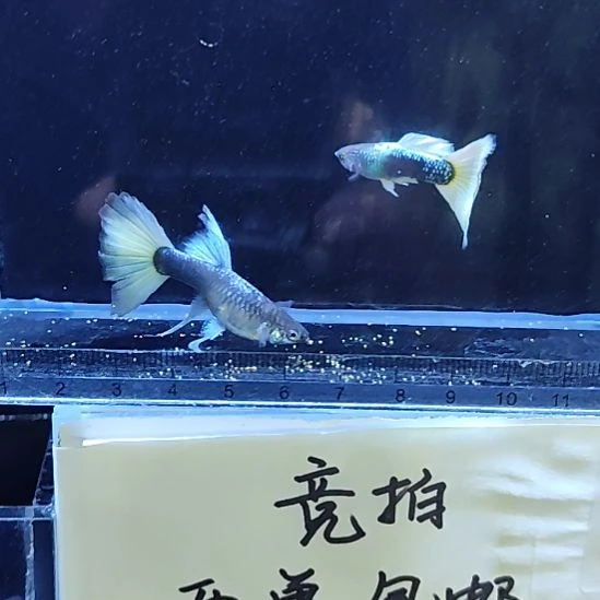 孔雀鱼9黄礼服大C一对
