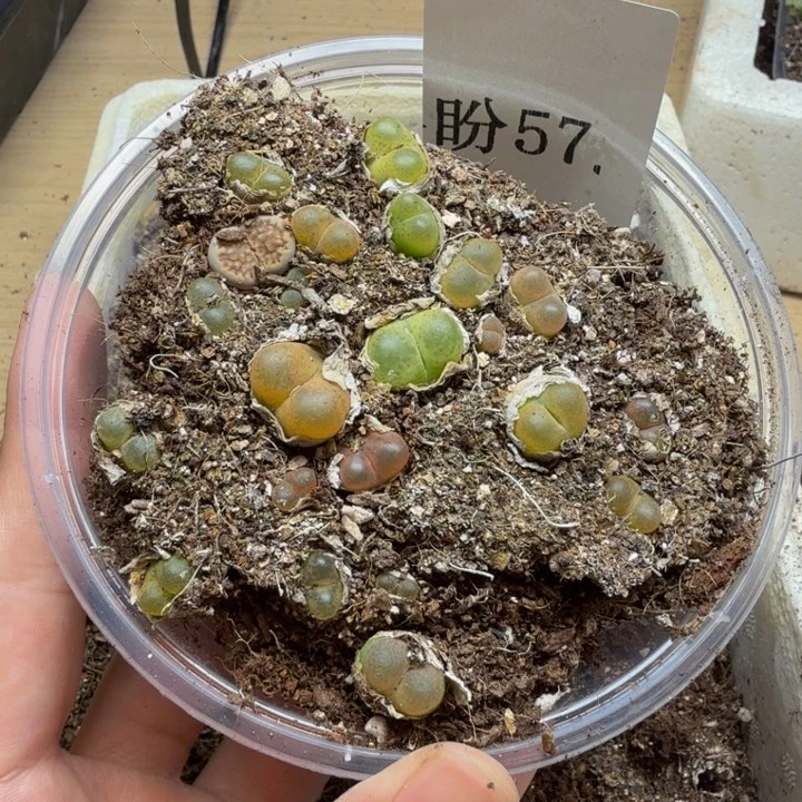 多肉植物的生长发育57