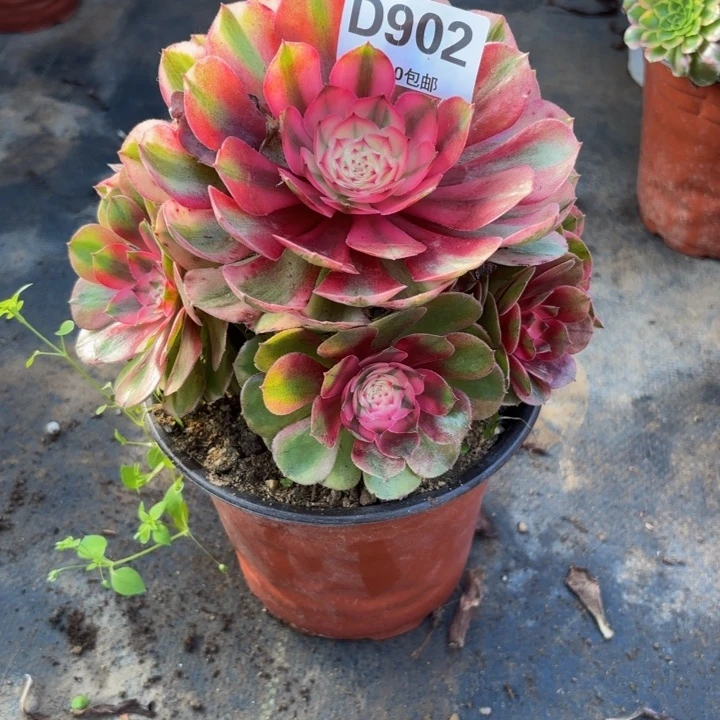 瑞妈多肉园艺902荔枝，