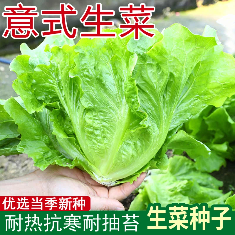 四季生菜种子意式生菜种籽农家种子大全清脆奶油菜园阳台蔬菜种子