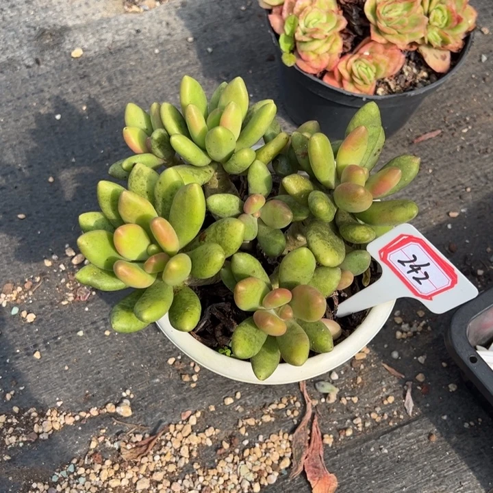 紫***兰芒果奶一物一拍242号