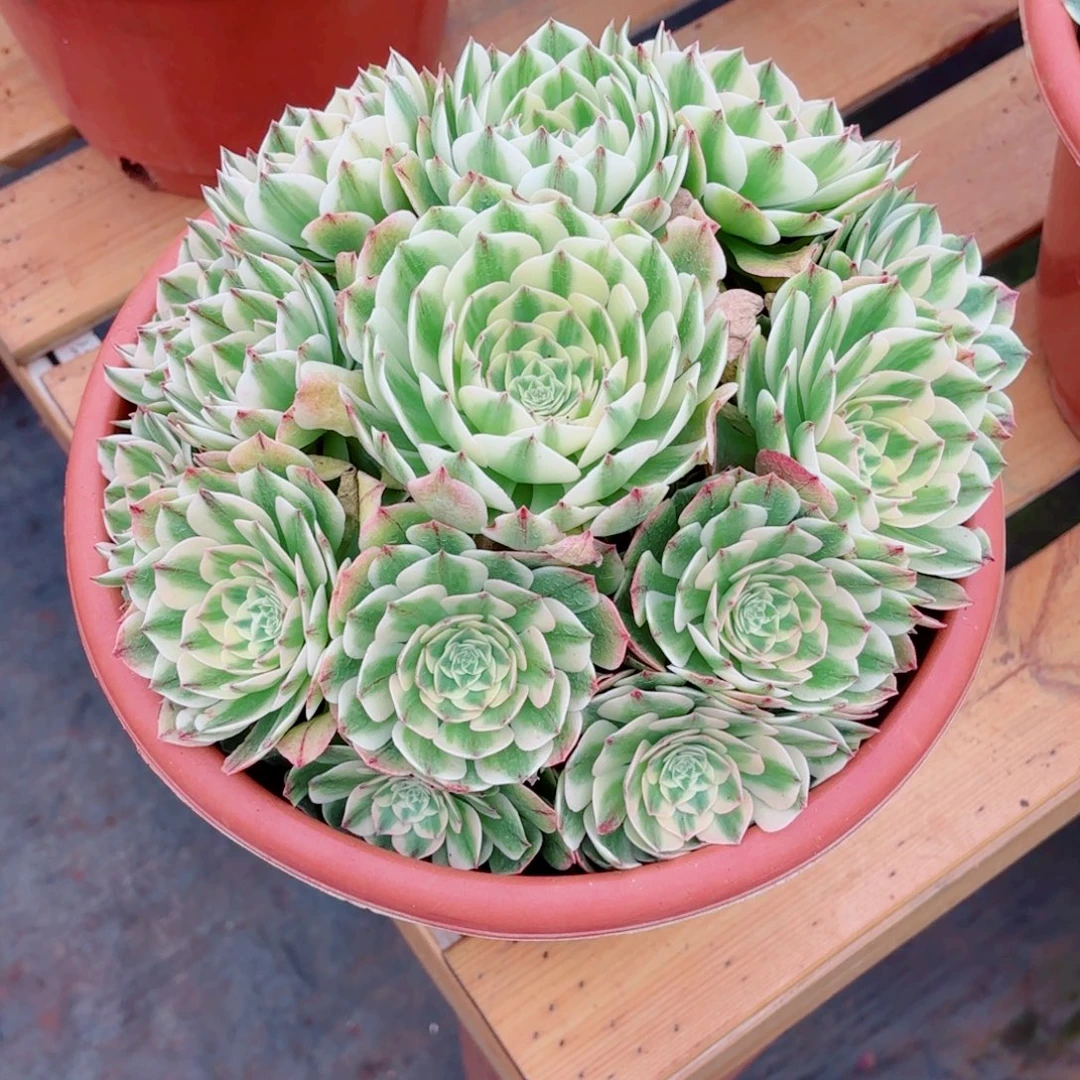 云南多肉植物伊丽莎白