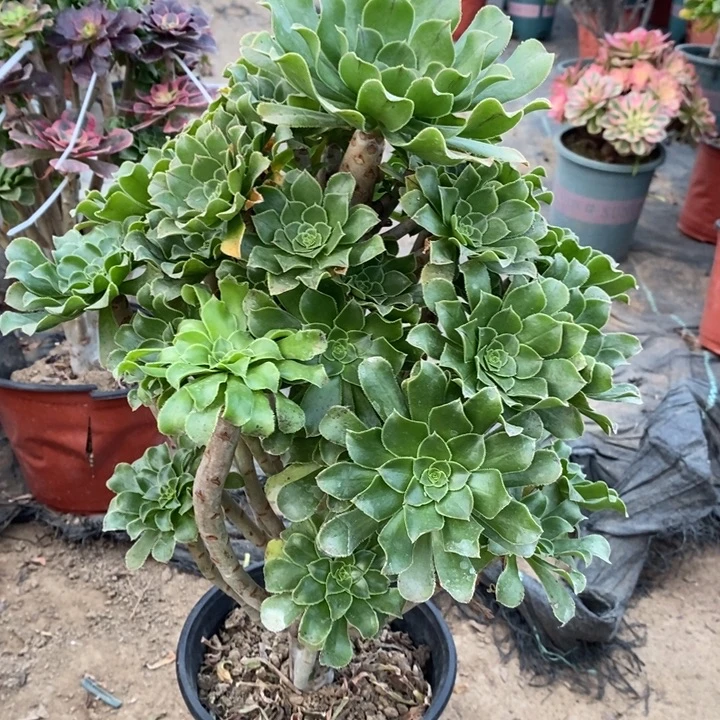 原始绿50多肉植物法师法师