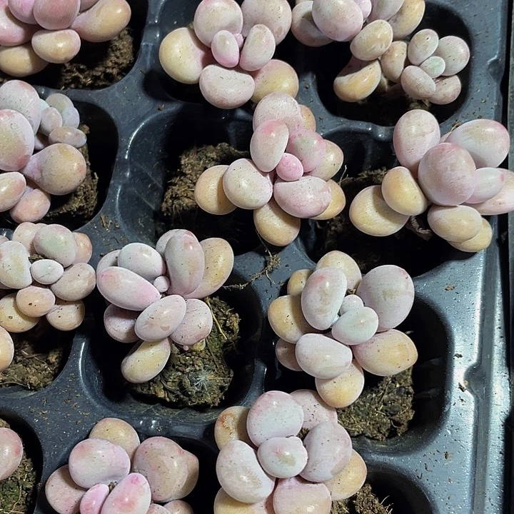 小桃蛋1元带土发