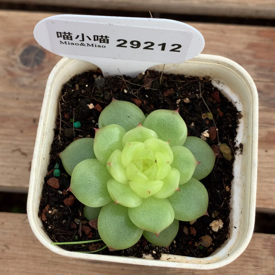 多***者多肉植物杂交珍妮