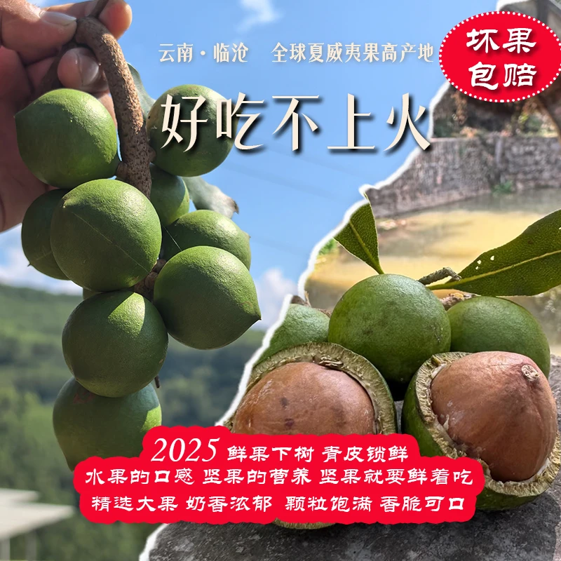 2025云南临沧鲜果采摘香脆可口椰香奶香吃法多样的新鲜夏威夷果