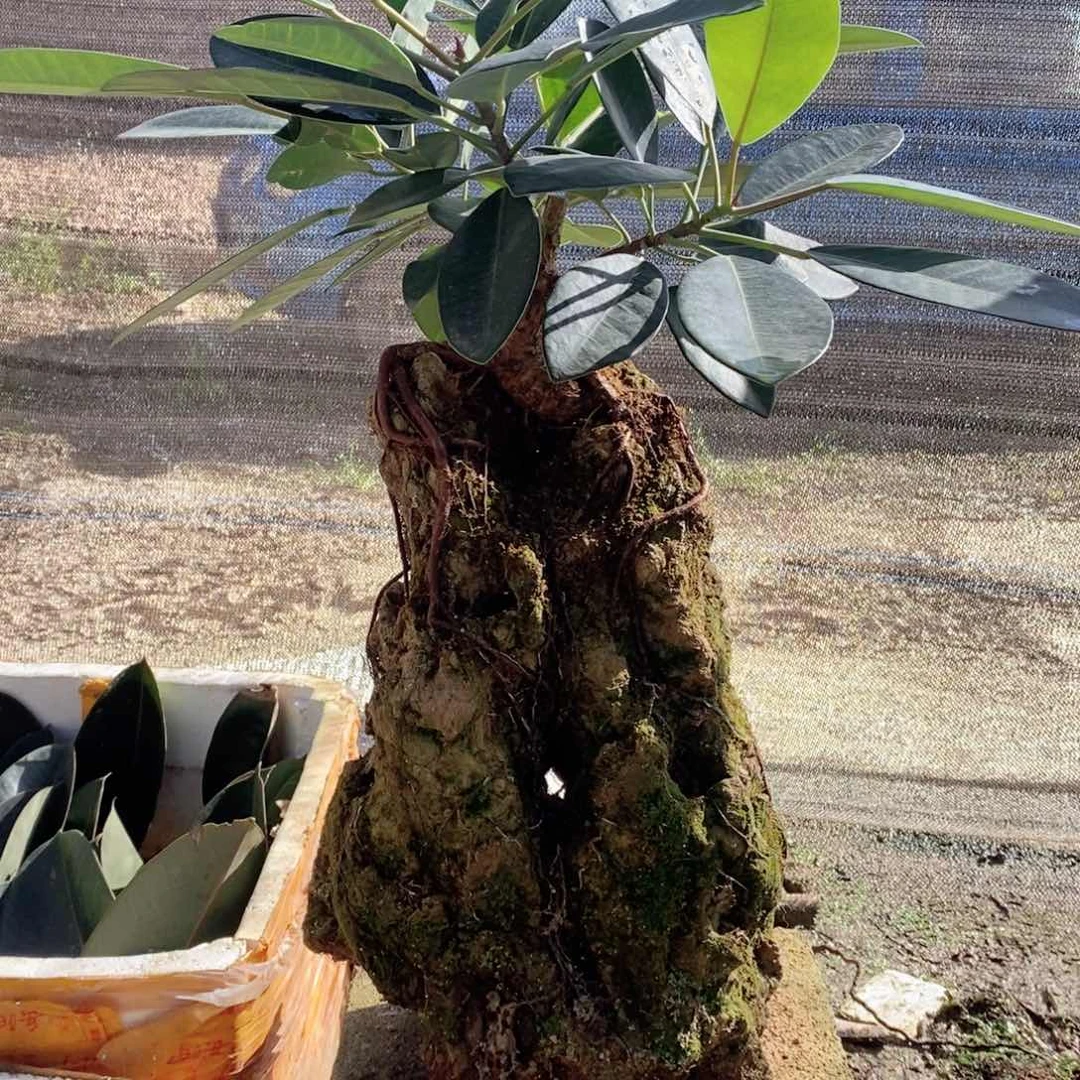 无花朵大叶榕吸水石